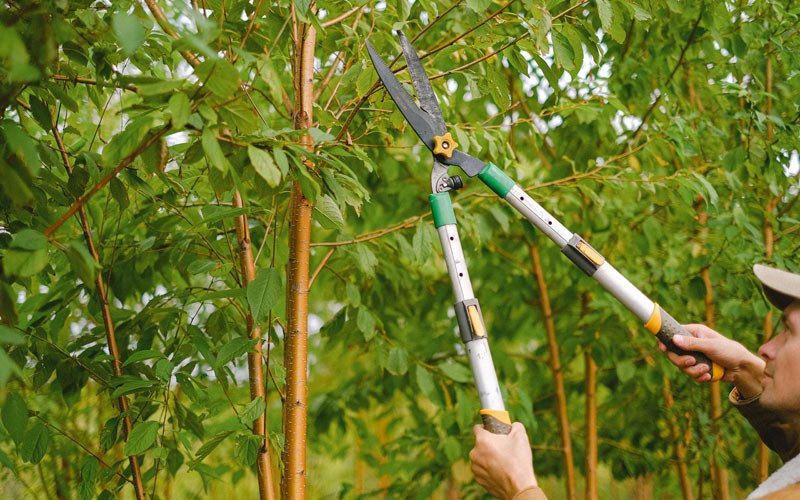 Tree trimming in Centerville, IA